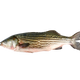 Lobina Rayada Entera Fresca