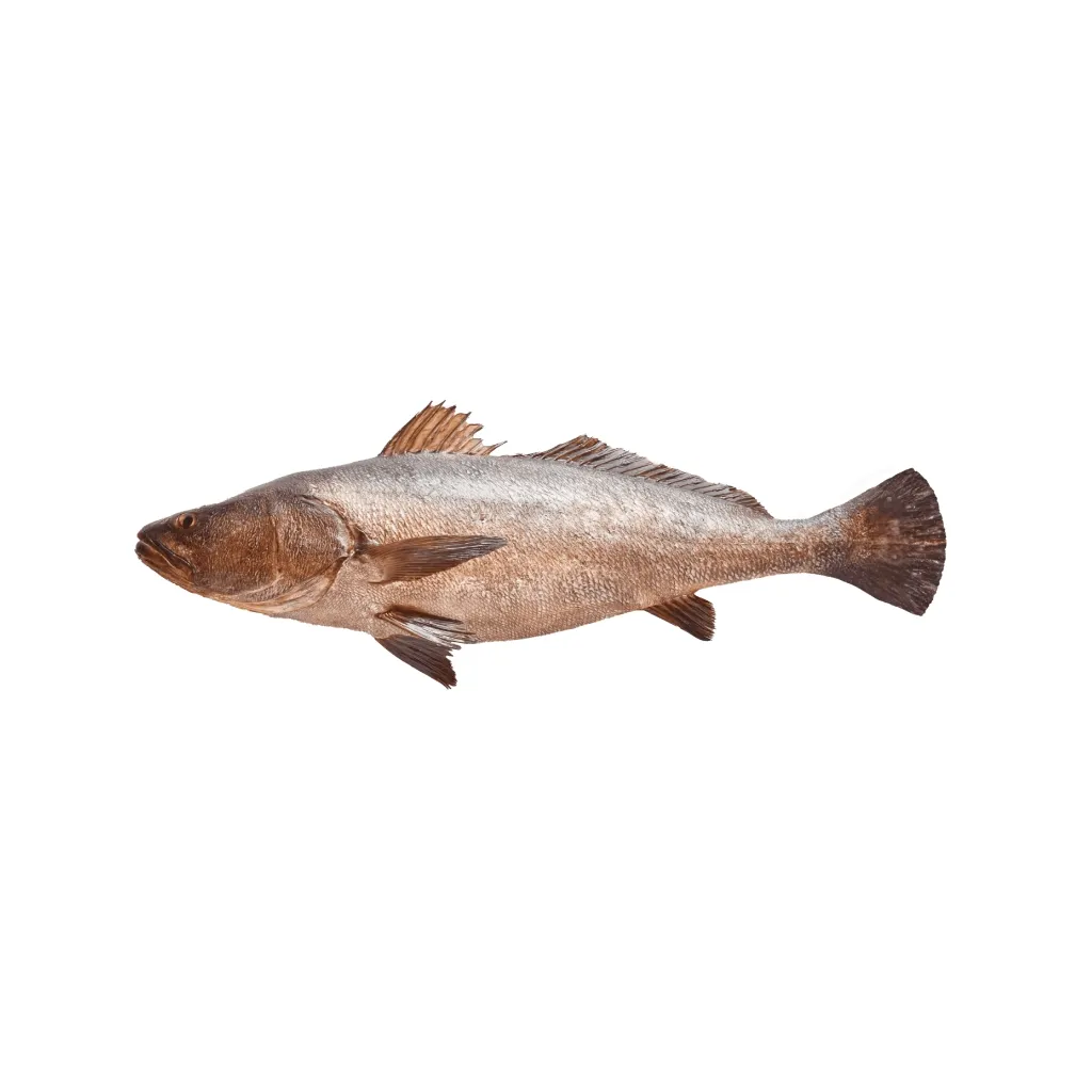 [TOTOABA] Totoaba Entera Fresca 3 - 5 Kg
