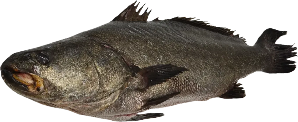 [TOTOABA] Totoaba Entera Fresca 3 - 5 Kg