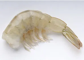 [CAMARON1620] Camarón Frizado 16/20