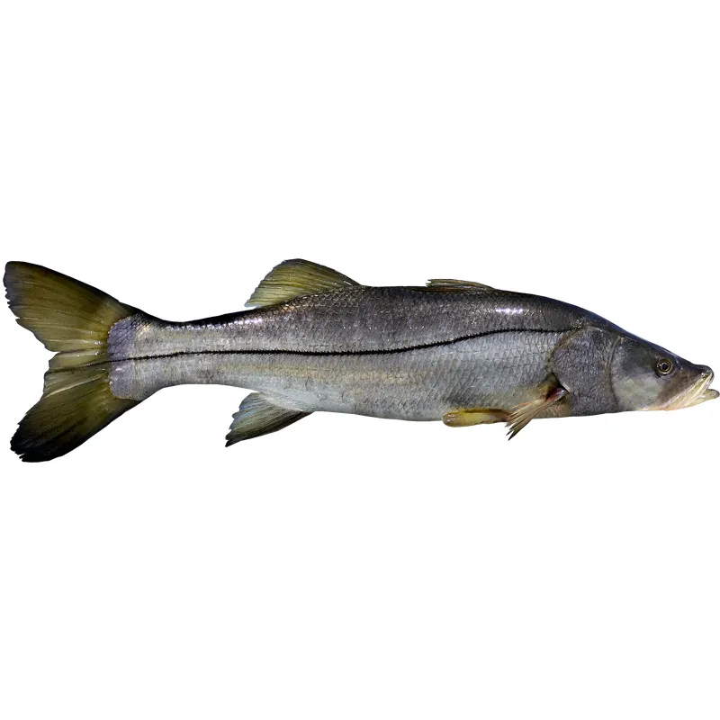 Robalo Entero Fresco (Robalo Entero)