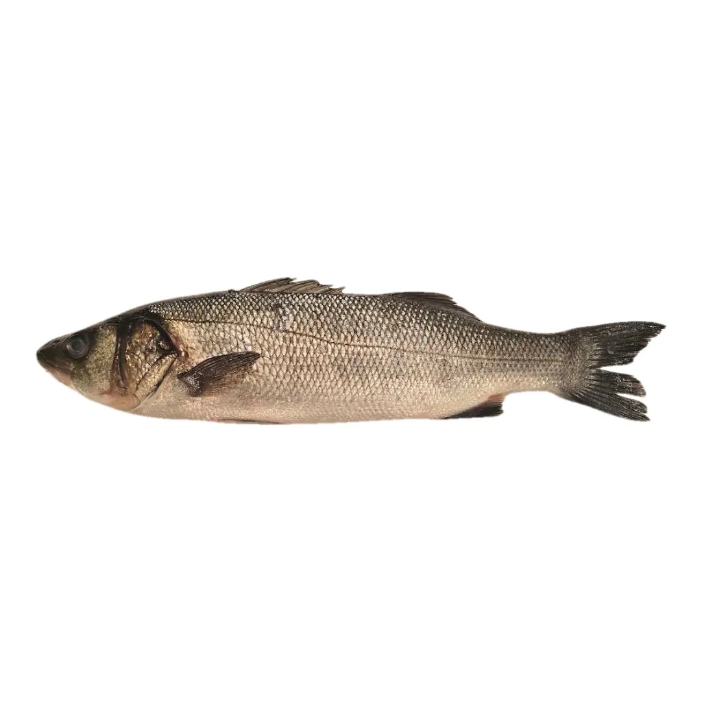 [BRANZINO] Branzino Fresco