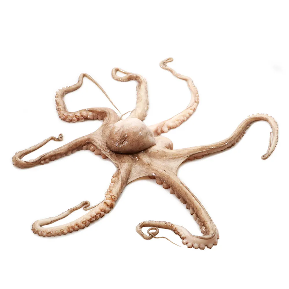 [PULPO4/6] Pulpo Maya 4/6